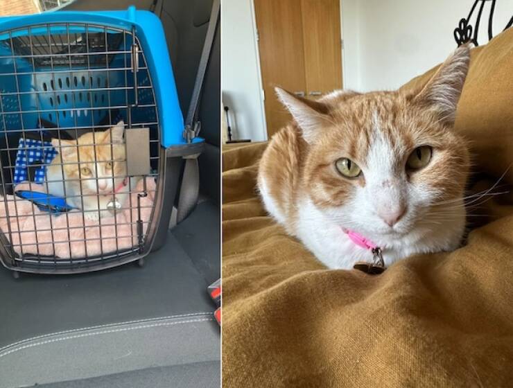 These Before And After Adoption Photos Show Pure Love