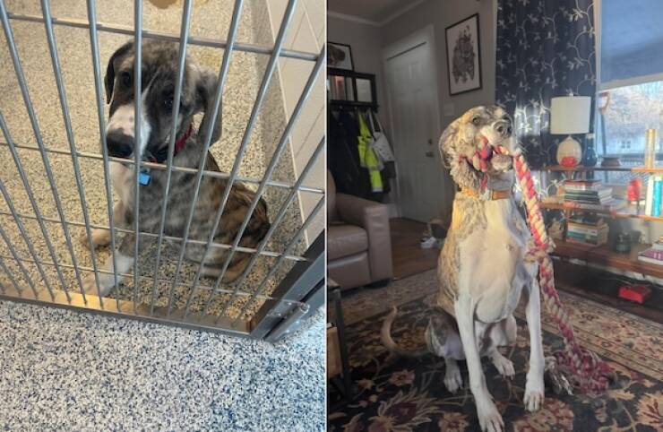 These Before And After Adoption Photos Show Pure Love