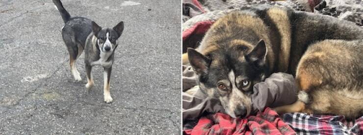 These Before And After Adoption Photos Show Pure Love