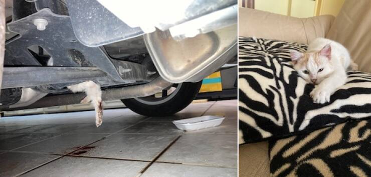 These Before And After Adoption Photos Show Pure Love