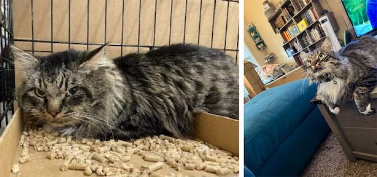 These Before And After Adoption Photos Show Pure Love