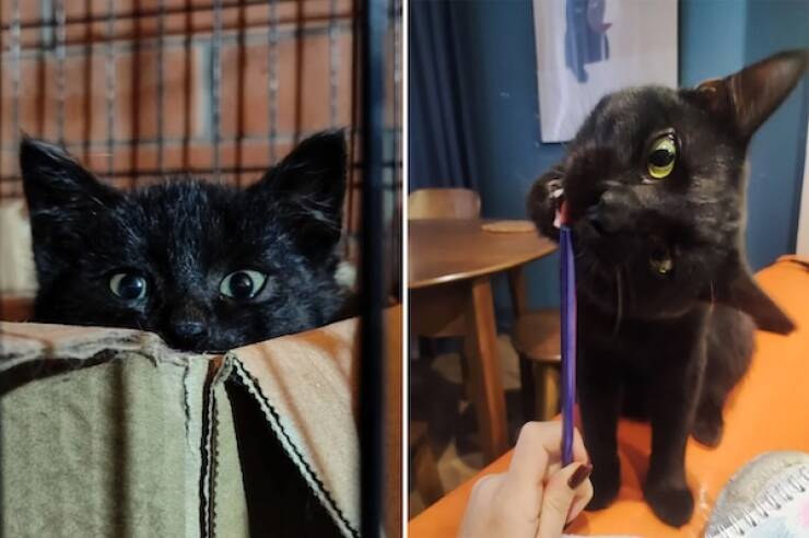 These Before And After Adoption Photos Show Pure Love