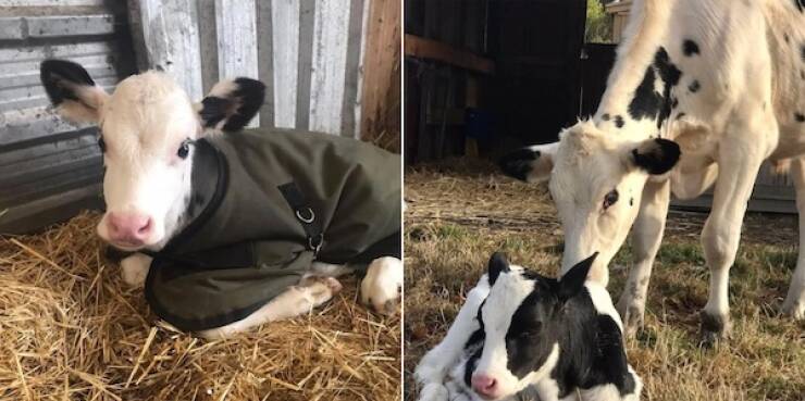 These Before And After Adoption Photos Show Pure Love