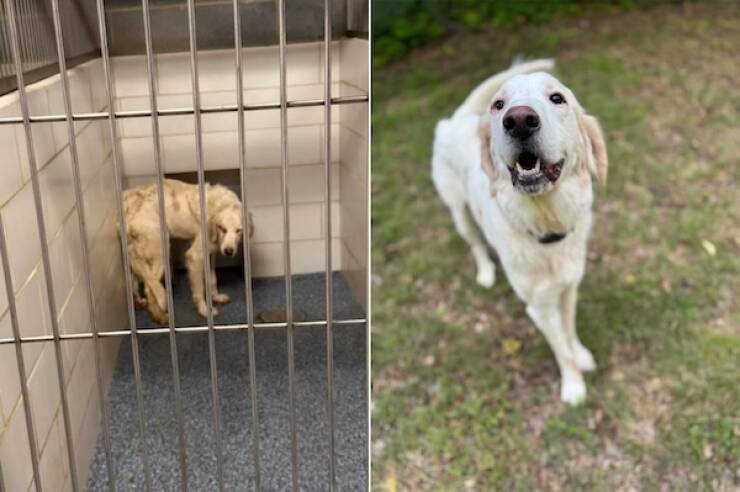 These Before And After Adoption Photos Show Pure Love