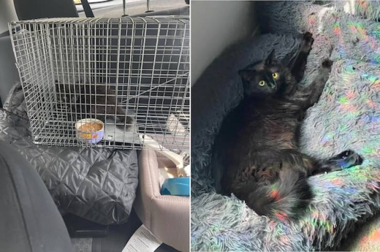 These Before And After Adoption Photos Show Pure Love