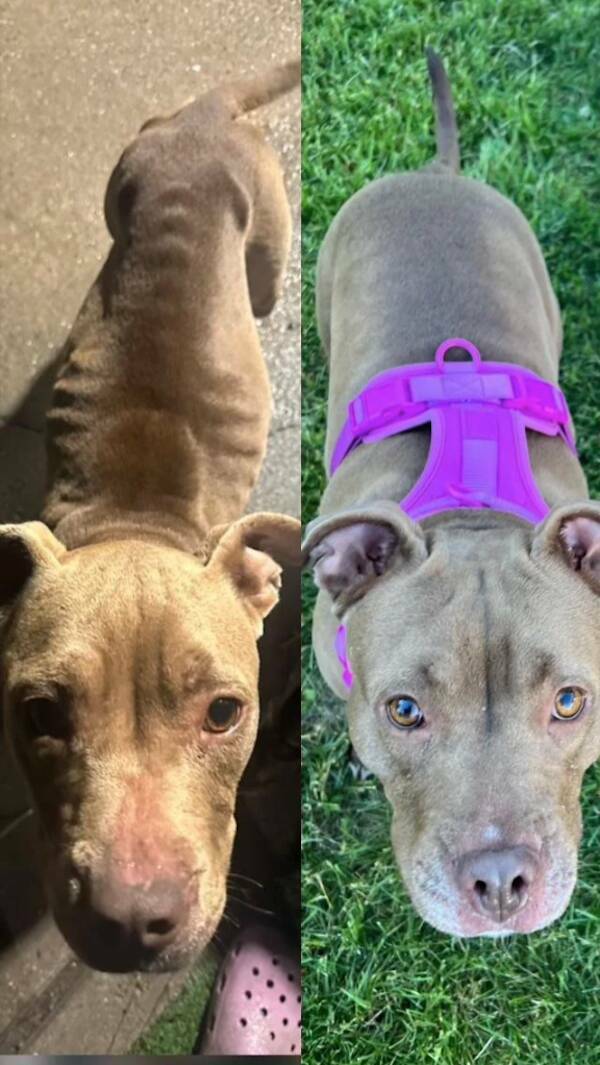 These Before And After Adoption Photos Show Pure Love