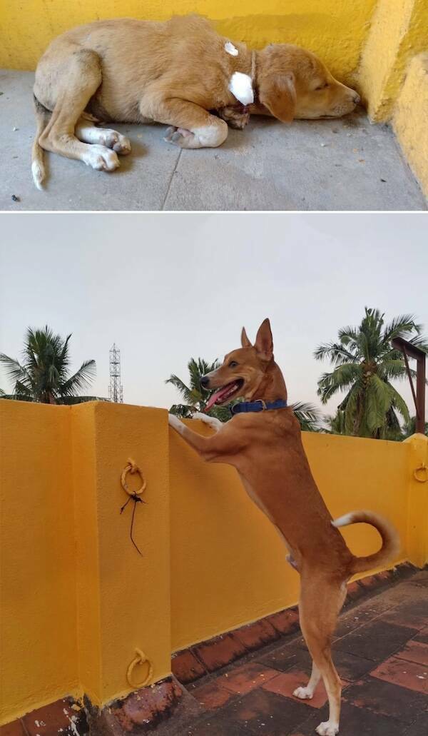 These Before And After Adoption Photos Show Pure Love