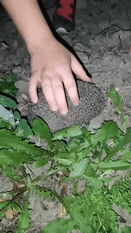 Daily Gifdump Daily Gifdump