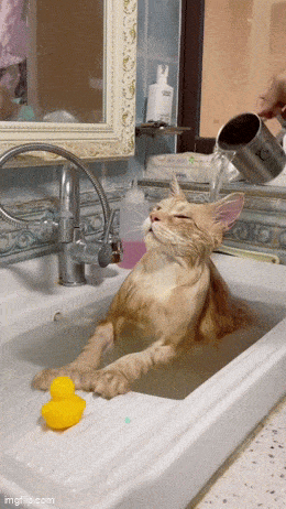 Daily Gifdump Daily Gifdump