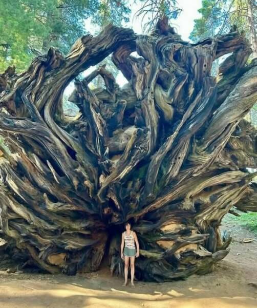 Hidden Wonders Of Nature That Feel Almost Too Magical To Be Real
