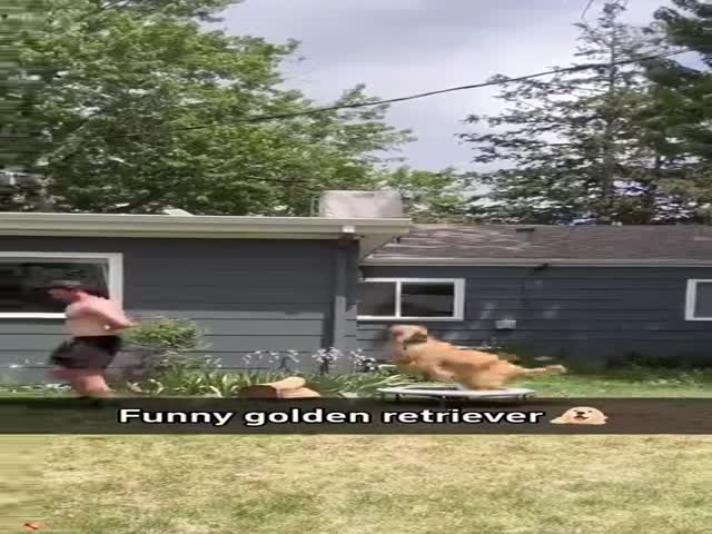 Golden Retrievers