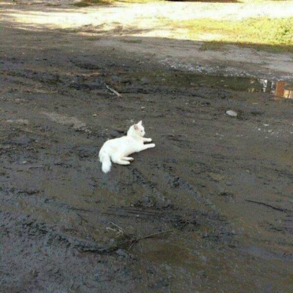 Comically Confused Cats That Act Like Software Bugs