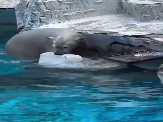 The Bear Is Goofing Around