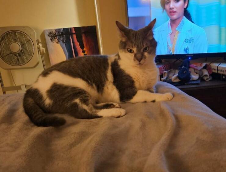 Hilarious Photos Of Cats Who’ve Had Enough