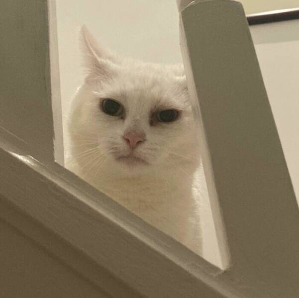 Hilarious Photos Of Cats Who’ve Had Enough