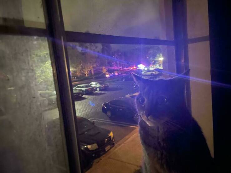 Hilarious Photos Of Cats Who’ve Had Enough