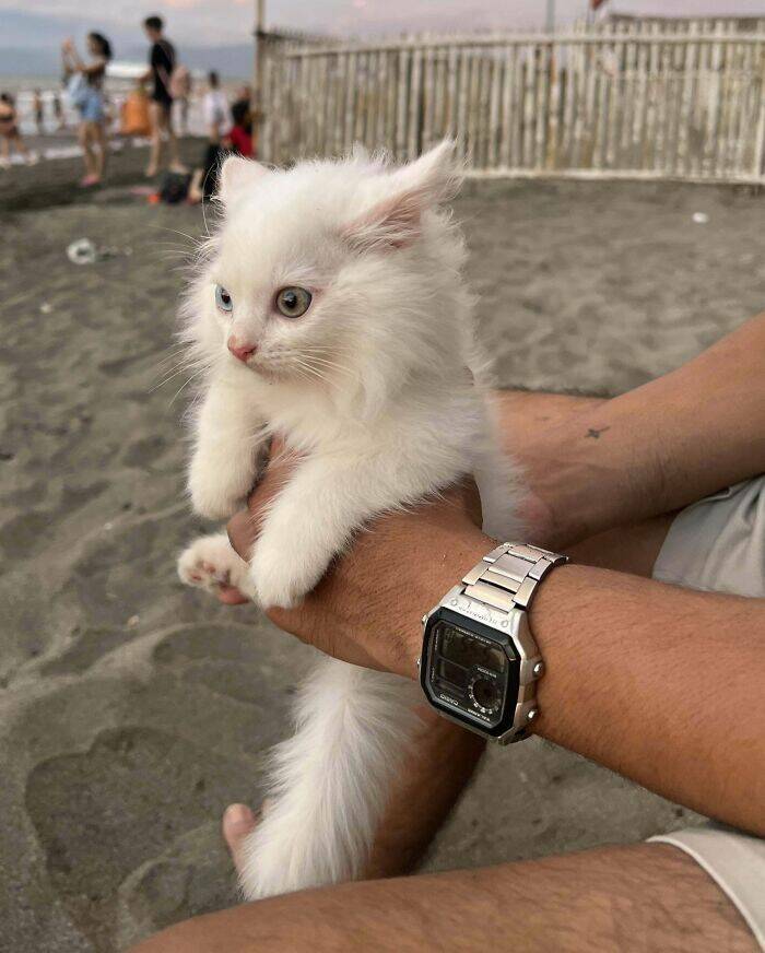 Hilarious Photos Of Cats Who’ve Had Enough