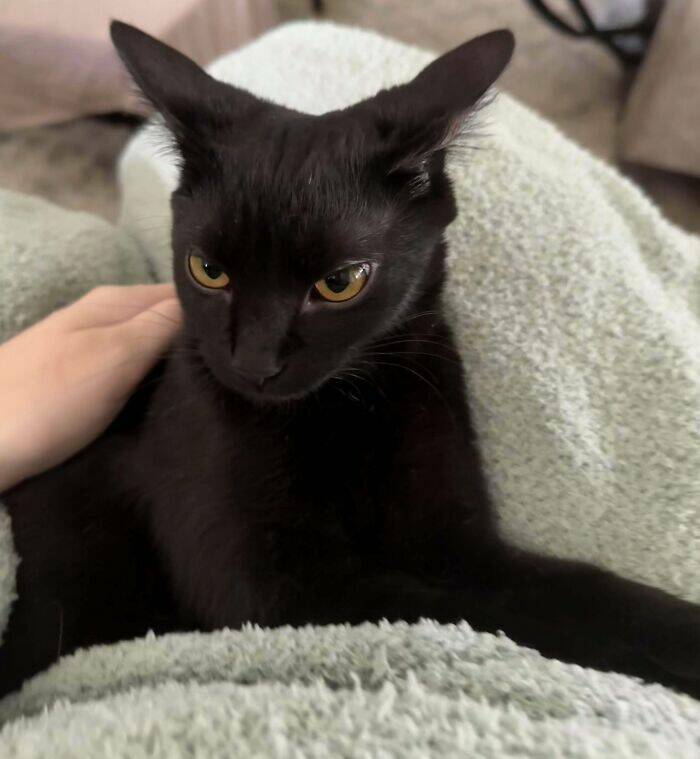 Hilarious Photos Of Cats Who’ve Had Enough