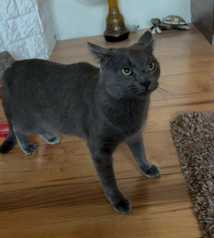 Hilarious Photos Of Cats Who’ve Had Enough