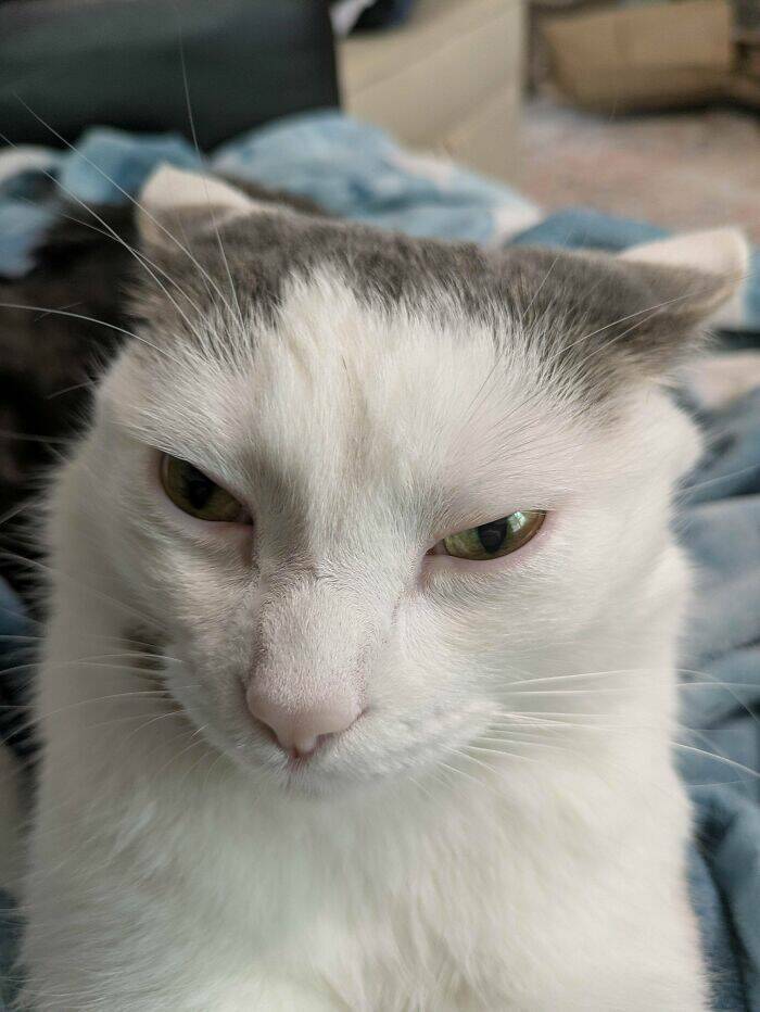 Hilarious Photos Of Cats Who’ve Had Enough