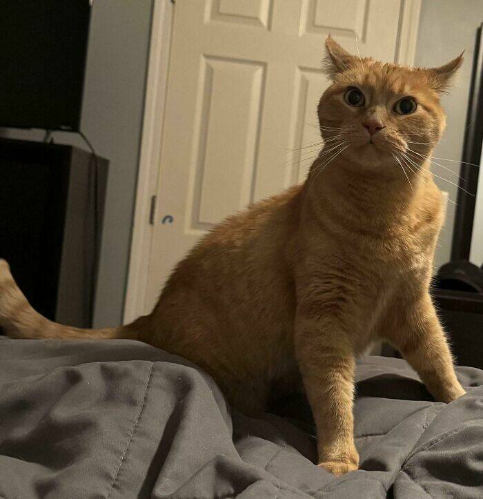 Hilarious Photos Of Cats Who’ve Had Enough