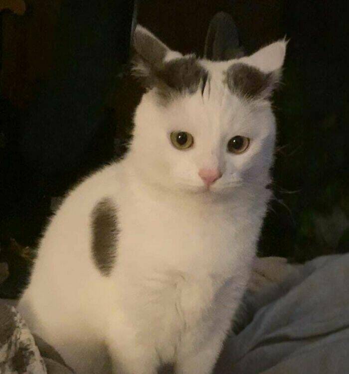 Hilarious Photos Of Cats Who’ve Had Enough