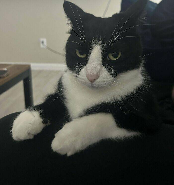 Hilarious Photos Of Cats Who’ve Had Enough