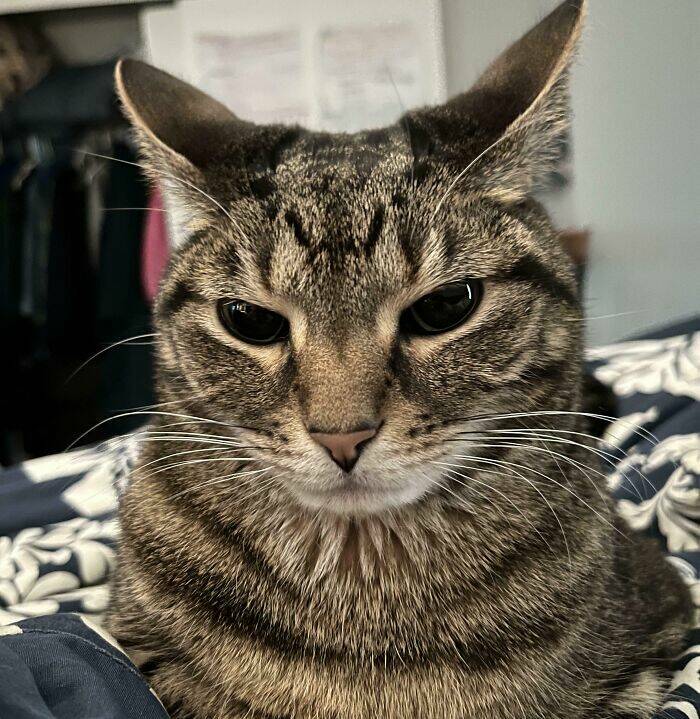 Hilarious Photos Of Cats Who’ve Had Enough