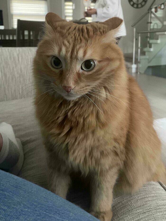 Hilarious Photos Of Cats Who’ve Had Enough