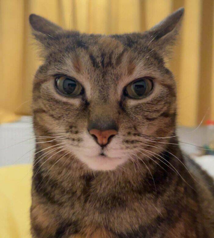 Hilarious Photos Of Cats Who’ve Had Enough