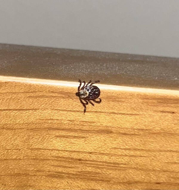 Not Gonna Lie... That’s Just Painful