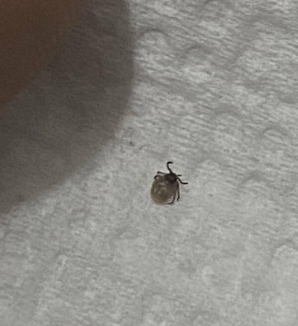 Not Gonna Lie... That’s Just Painful