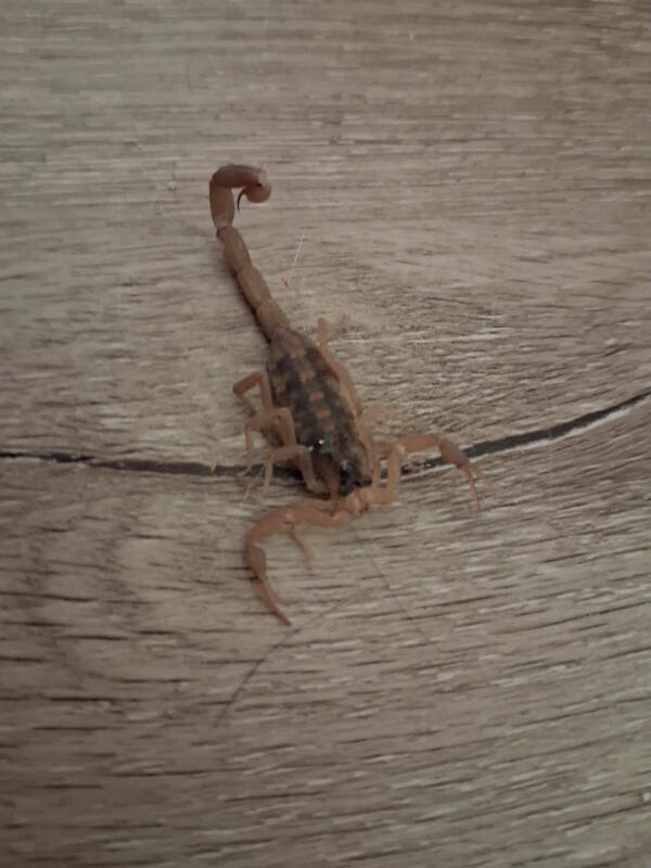 Not Gonna Lie... That’s Just Painful