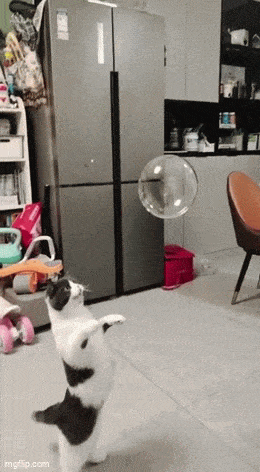 Daily Gifdump Daily Gifdump