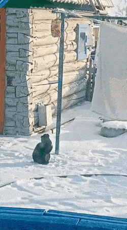 Daily Gifdump Daily Gifdump