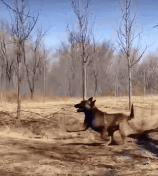Awesome GIFs That Yell “Freedom!” Awesome GIFs That Yell “Freedom!”