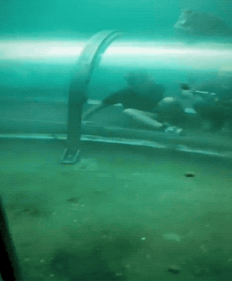 Awesome GIFs That Yell “Freedom!” Awesome GIFs That Yell “Freedom!”