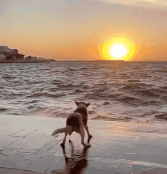 Awesome GIFs That Yell “Freedom!” Awesome GIFs That Yell “Freedom!”