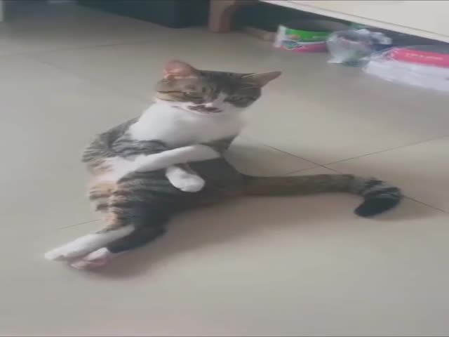 Cats Are Weird