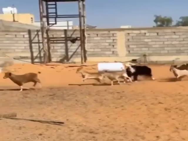 The Moment You Realise Youre A Sheep, Not A Goat Like The Others
