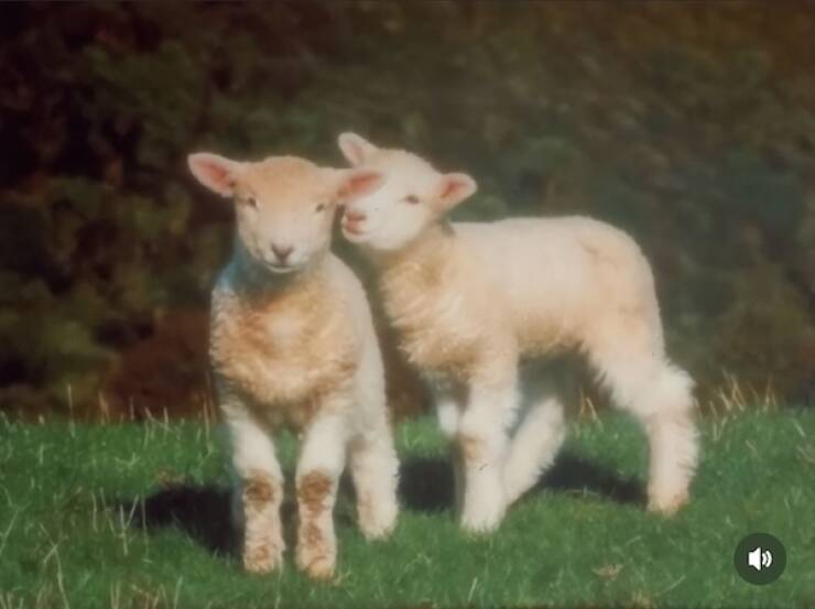 Images That Radiate Pure Positivity