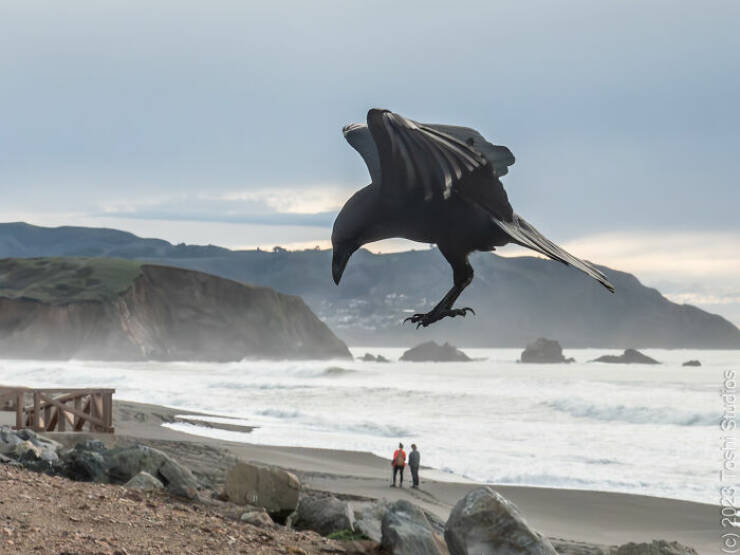 Wildlife Photo Fails So Bad, They’re Brilliant