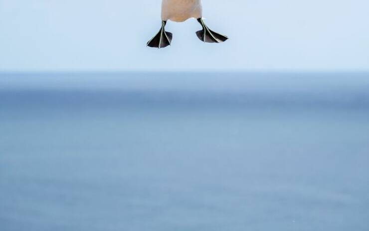 Wildlife Photo Fails So Bad, They’re Brilliant