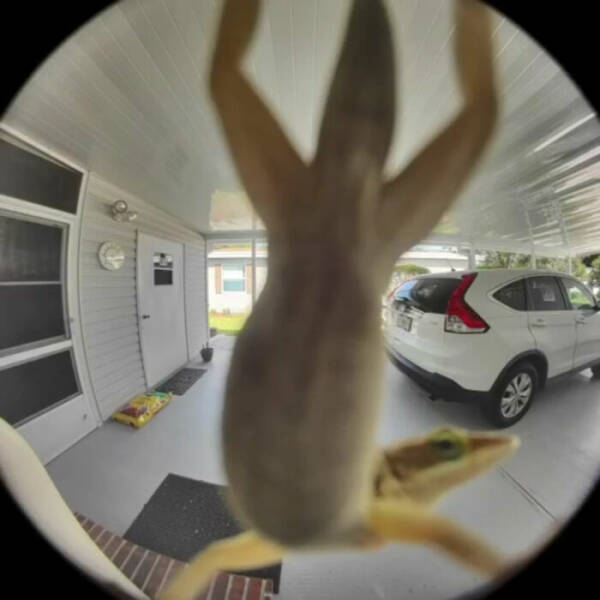 Wildlife Photo Fails So Bad, They’re Brilliant