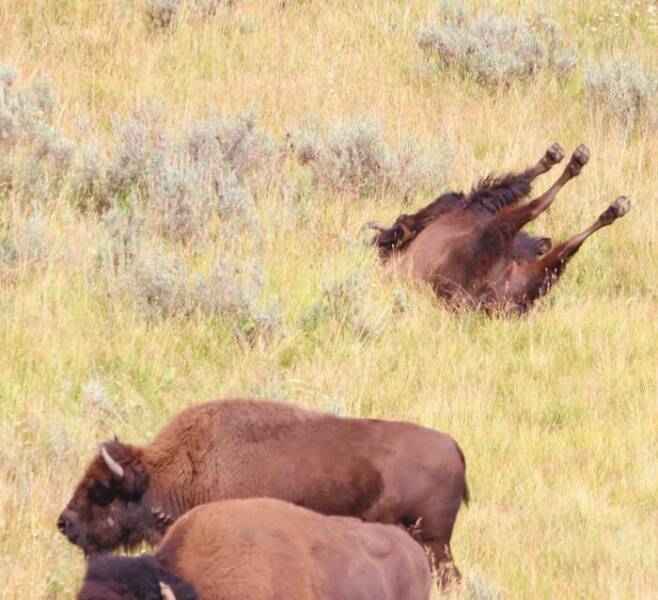 Wildlife Photo Fails So Bad, They’re Brilliant