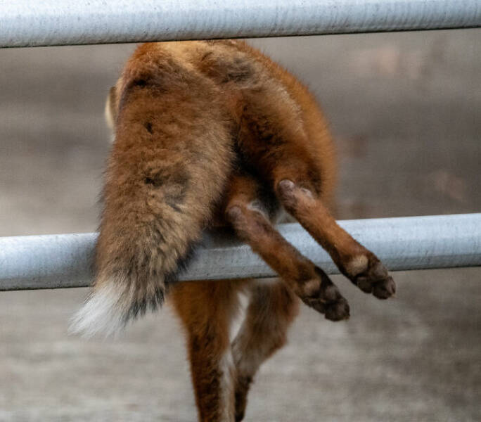 Wildlife Photo Fails So Bad, They’re Brilliant