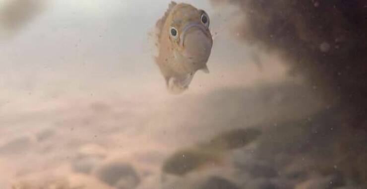 Wildlife Photo Fails So Bad, They’re Brilliant