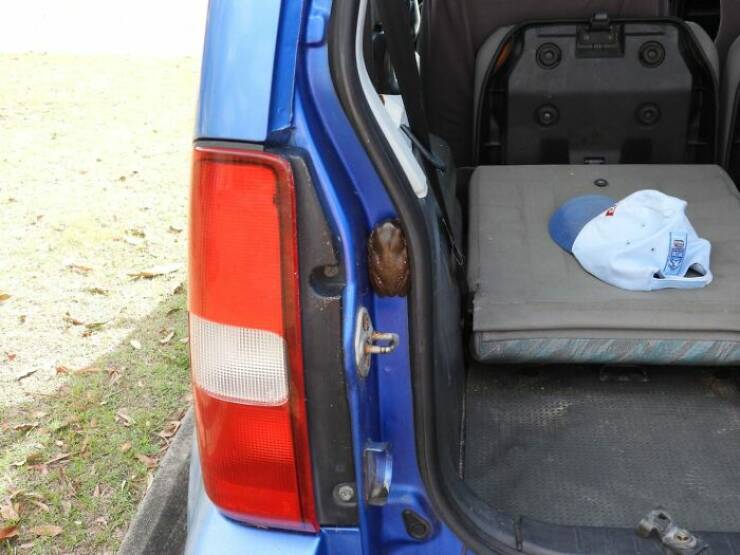 Wildlife Photo Fails So Bad, They’re Brilliant