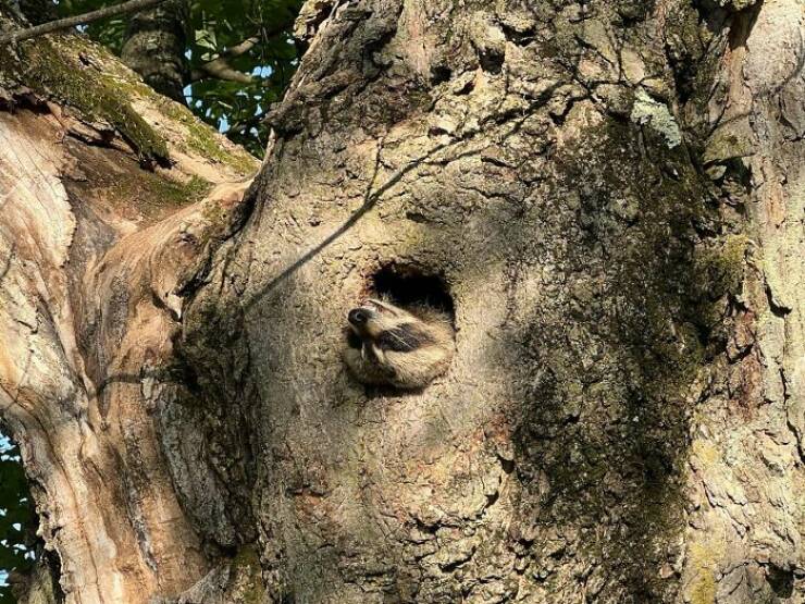 Wildlife Photo Fails So Bad, They’re Brilliant