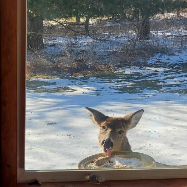 Wildlife Photo Fails So Bad, They’re Brilliant